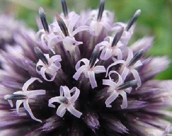 30+ Echinops Globe Thistle / Ritro / Perennial / Flower Seeds.