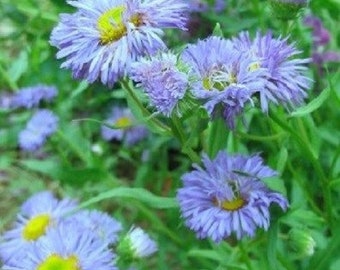 50 Semi Di Erigeron Karvinskianus &ndash; Margherita Messicana &ndash; Perfetta Per Giardini Rocciosi