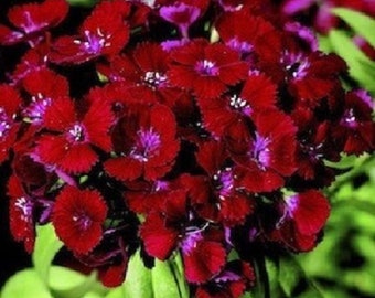 30+ Crimson Red Dianthus / Perennial / Flower Seeds.