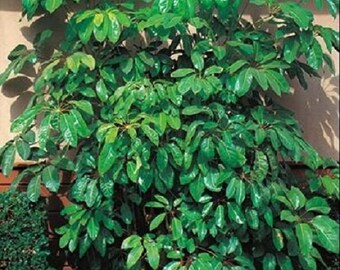 30+ Cypress Umbrella Plant / Annual / Flower Seeds.
