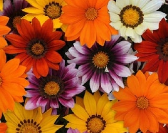 30+ Gazania New Day Mix / Ground Cover / Drought-Tolerant / Flower Seeds.