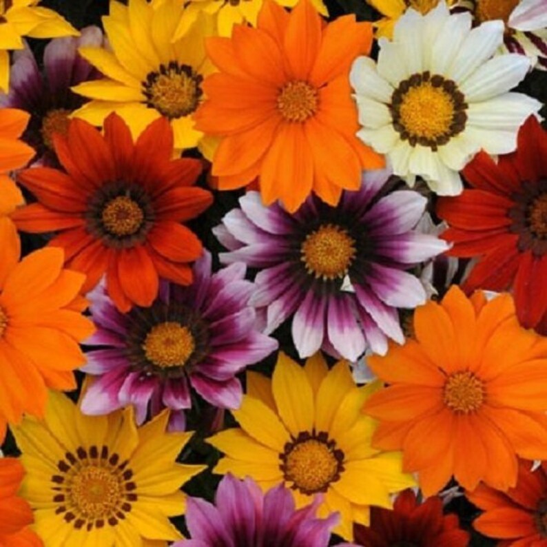 30 Gazania New Day Mix / Ground Cover / Drought-Tolerant / Flower Seeds. image 1