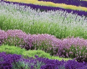 30+ Lavender Mix White Red Purple / Perennial / Flower Seeds.