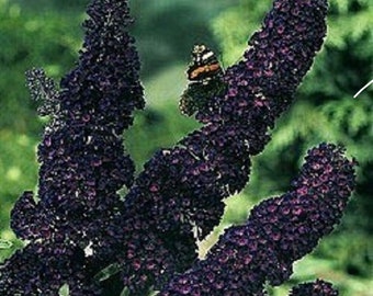 25+ Black Knight Buddleia / Butterfly Bush / Perennial / Flower