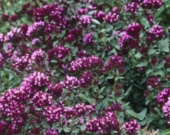 25+ Orégano Ornamental / Semillas de Flores.