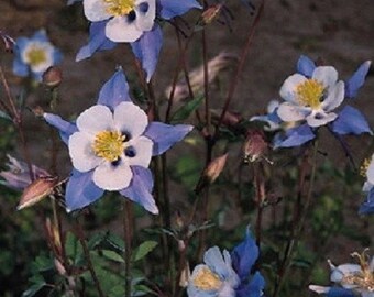 25+ Heavenly Blue and White Aquilegia / Perennial / Flower Seeds.