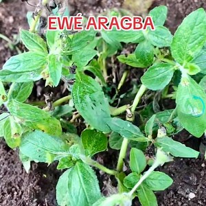 Ewe Araagba