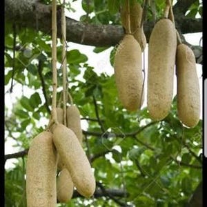 Ewe Pandoro (Kigelia Africana)