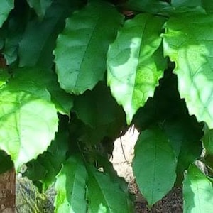Ewe Akoko (Newbouldia Laevis) DRY LEAVES!