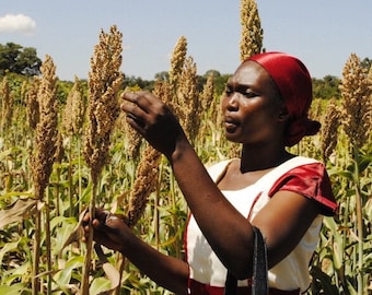 May include: A woman in a white and red dress and a red headscarf examines a field of sorghum. The sorghum plants are tall and have brown seed heads. The sky is blue with a few clouds.