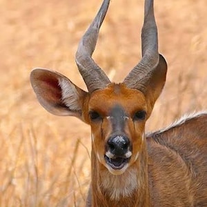 Iwo Igala (Geschnürter Buschbock)