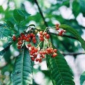 Tacka Asofeyeje/Oora (Rauvolfia vomitoria) TORRA LÖV!