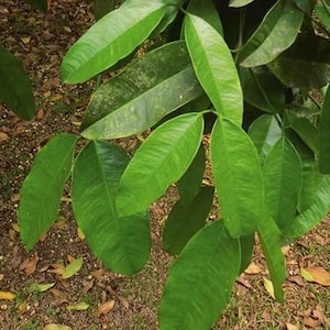 Ewe Orogbo (garcinia kola-bitter kola)