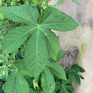 Ewe Atewogba (Ipomoea Mauritiana)