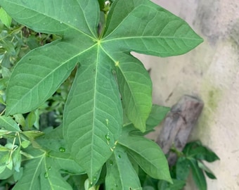 Ewe Atewogba -(Ipomoea Mauritiana) DRY LEAVES!