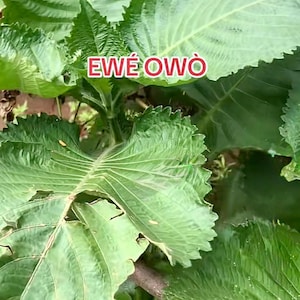 Ewe Owo (brillantaisia owariensis)