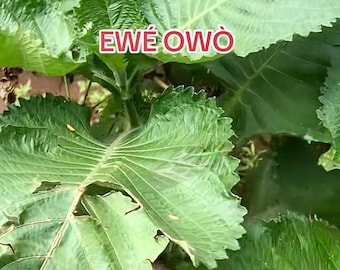 Ewe Owo (Brillantaisia owariensis) DRY LEAVES!