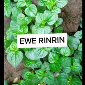 Rinrin de brebis (Peperomia pellucida) FEUILLES SÈCHES !