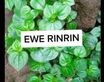 Rinrin de brebis (Peperomia pellucida) FEUILLES SÈCHES !