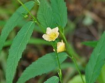 Ewe Olosepotu/Osepotu (Sida acuta) DRY LEAVES!