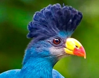 Ori Agbe (Blue Turaco)