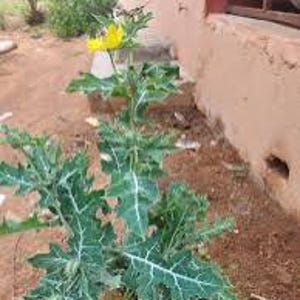 Ewe Egele/Ahón Ekùn (Argemone mexicana) TORRA LÖV!