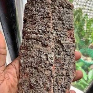 Puede incluir: Un trozo de corteza rugosa y texturizada, de color marrón oscuro y rojizo. La corteza se sostiene en una mano, con una mosquitera y vegetación en el fondo.