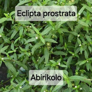 Ewe Abirikolo/aberinkunlo (Eclipta prostata)