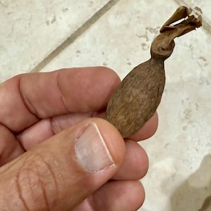 Puede incluir: Una vaina de semilla seca marrón, con un cuerpo bulboso y una parte superior retorcida y parecida al papel. La vaina se sostiene en una mano, mostrando su superficie texturizada y su color natural. La forma de la vaina es alargada y orgánica.