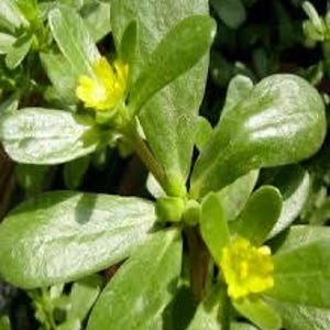 May include: Close-up of purslane plant with thick, fleshy green leaves and small yellow flowers. The plant is in focus, with details of the leaves and flowers visible. The background is blurred, suggesting a natural outdoor setting.
