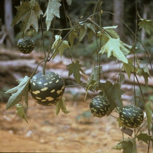 Lagenaria sphaerica/brevivlora seeds. (Ewe Tangiri/Tagiiri).