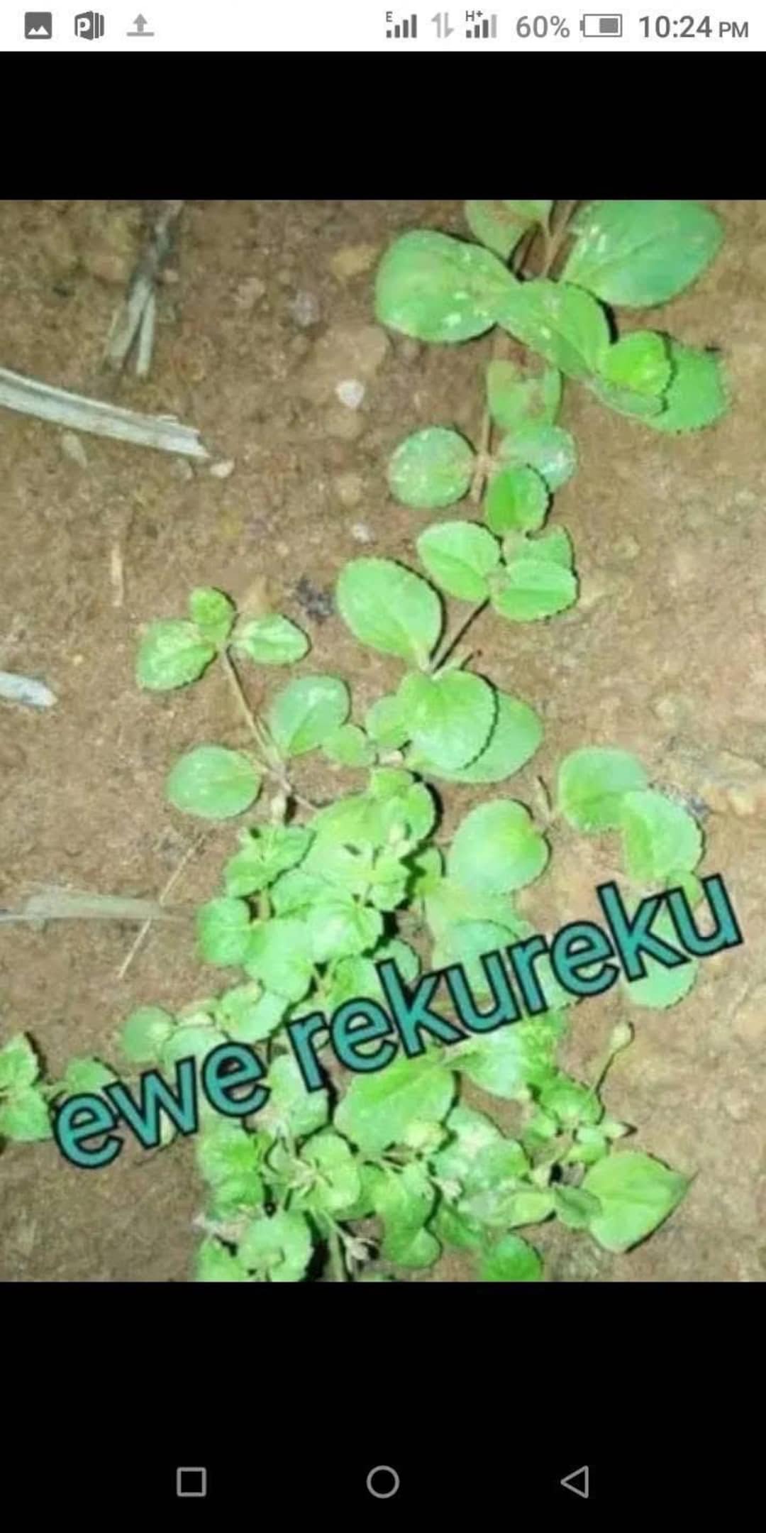Ewe Rekureku/balekale (alternanthera) DRY LEAVES! - Etsy