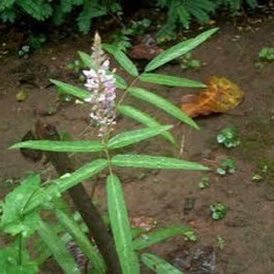 Ewe Alupayida/Apada (Uraria Picta)