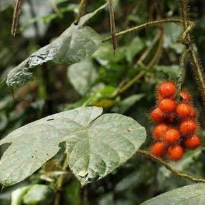 Puede incluir: Primer plano de una planta con hojas grandes de color verde claro y un racimo de bayas pequeñas de color naranja brillante. Las bayas son redondas y están cubiertas de pequeños pelos. El tallo de la planta es marrón y está cubierto de pequeñas espinas.
