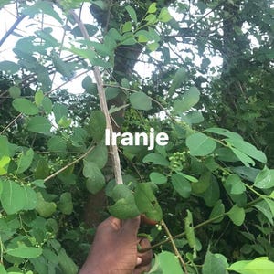 Ewe Iranje - Nigerian Herb - Ceremonial & Bath Use
