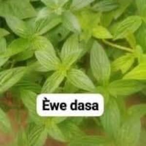Ewe Dasa Herb: Nigerian Ceremony Plant - 1 Quart Bag