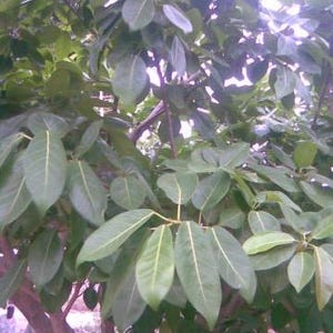 Könnte beinhalten: Nahaufnahme eines Baumes mit großen, grünen Blättern. Die Blätter haben eine ausgeprägte Mittelrippe und sind in Clustern angeordnet. Äste und Stamm des Baumes sind sichtbar, mit unscharfem Hintergrund.