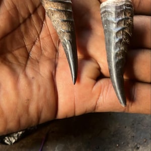 May include: Two dark brown, textured, pointed objects with black tips are held in a hand. The objects have a ridged appearance and a polished, glossy finish. The items appear to be decorative or possibly functional.