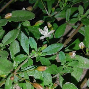 Mutterschaf Awoyoyo/Inabo/Ite - (Glinus oppositifolius) TROCKENE BLÄTTER!