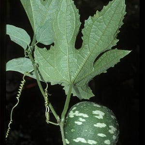 Puede incluir: Primer plano de una fruta de la pasión verde con manchas blancas, unida a una vid con hojas grandes y lobuladas. Las hojas son verdes con venas visibles. El fondo es oscuro.