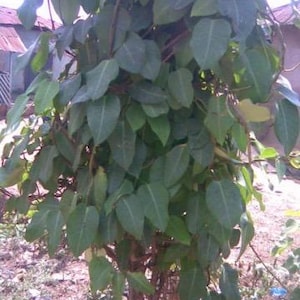 Ewe Ogbo (parquetina nigrescens) DRY LEAVES!