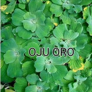 Puede incluir: Primer plano de plantas acuáticas verdes con hojas redondeadas y superpuestas. El texto "OJU ORO" se muestra en blanco. Las hojas presentan un ligero amarilleo en los bordes.