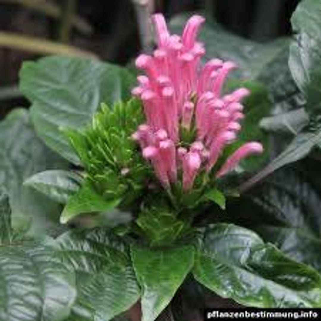 Ewe Eje (justicia Carnea) DRY LEAVES! - Etsy