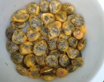 Eso (FRESH SEEDS) Ugu/Apiroko/Agboroko/Úgwú- (Telfairia occidentalis) RARE!