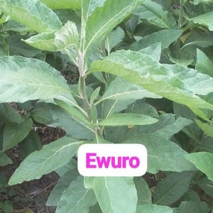 Puede incluir: Primer plano de una planta verde con hojas con la palabra "Ewuro" en un rectángulo blanco y rosa. Las hojas son grandes y de forma ovalada, con venas visibles. La planta tiene un tallo central y múltiples ramas.