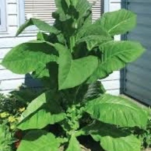 Ewe Taba Leaf (Nicotiana glauca) DRY LEAVES!