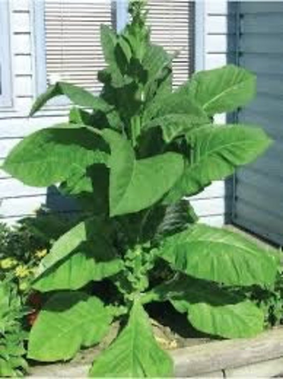 how do you plant tobacco How to Grow Tobacco (with Pictures) how do you plant tobacco How to Grow Tobacco (with Pictures)