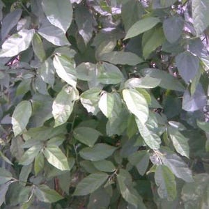 Ewe Atori (Glyphaea brevis) DRY LEAVES!
