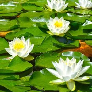 Ewe Osibata (Nymphaeaceae)