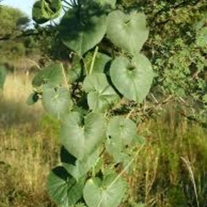 Ewe Koleorogba (pergularia daemia)